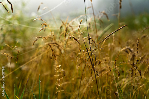 golden grass in the morning sunlight
