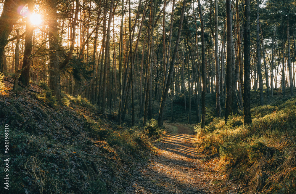 Obraz premium Sunset Forest Sallandse Heuvelrug in Holland