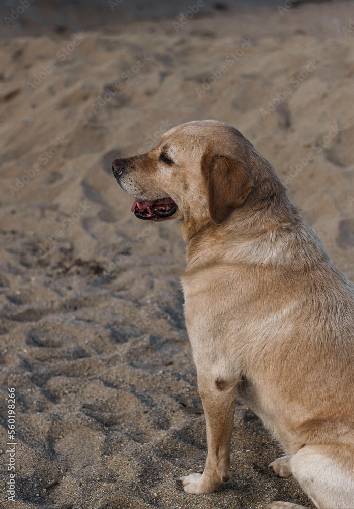 dog on the beach