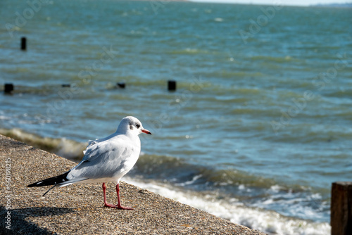 black headed gull with winter plumage perched on a wall looking out to sea