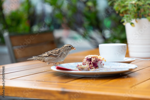 Ein Sperling sitzt auf dem Rand eines  Kuchentellers und hat einen Krümel vom Kuchen im Schnabel. photo