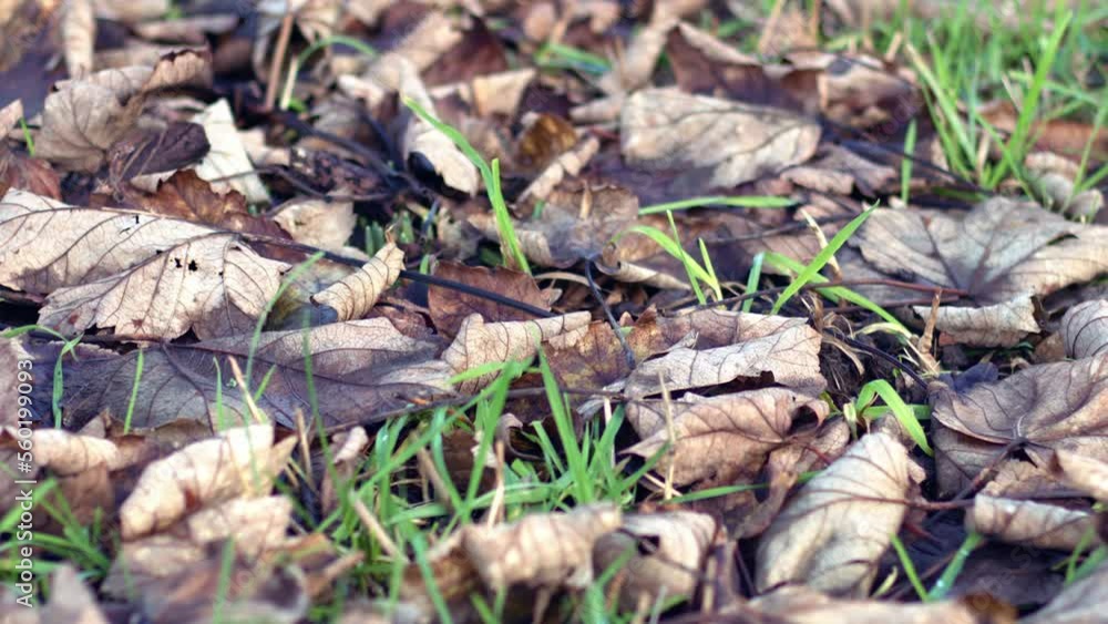 Dried dead leaves on the ground in winter Dried dead leaves on the ground in winter