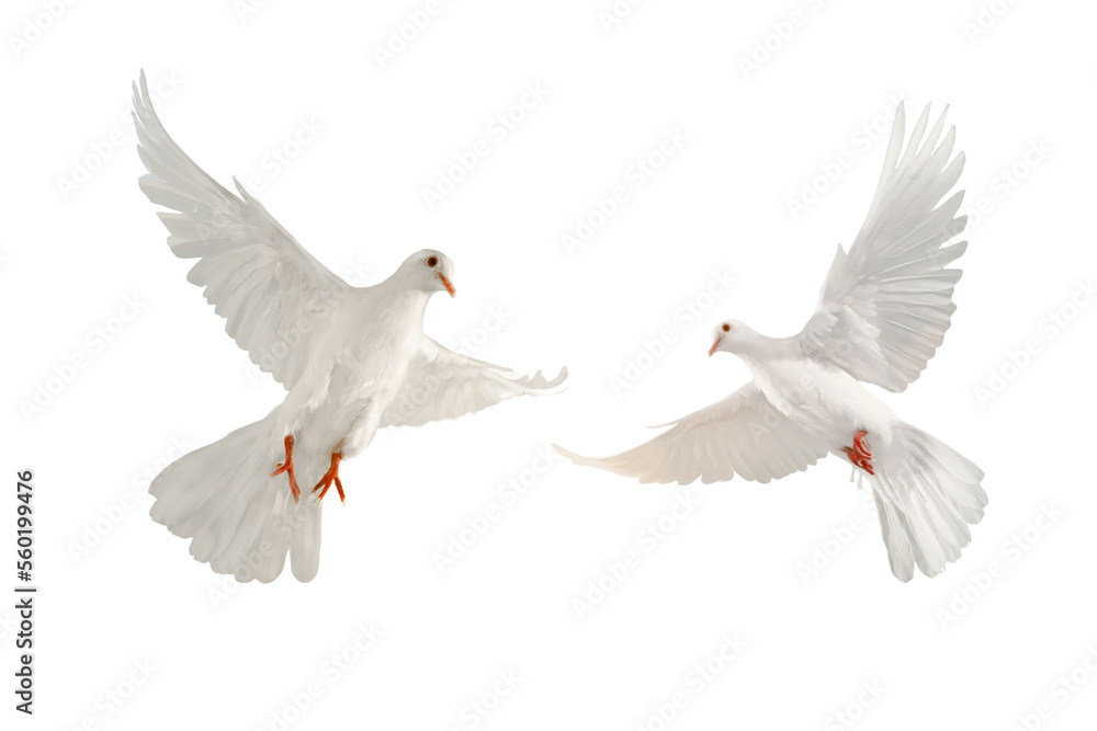 white dove isolated on transparent background - obrazy, fototapety, plakaty 