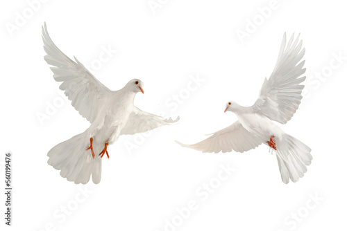 Print op canvas white dove isolated on transparent background