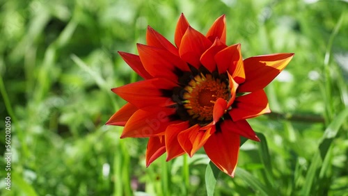 red flower in the garden