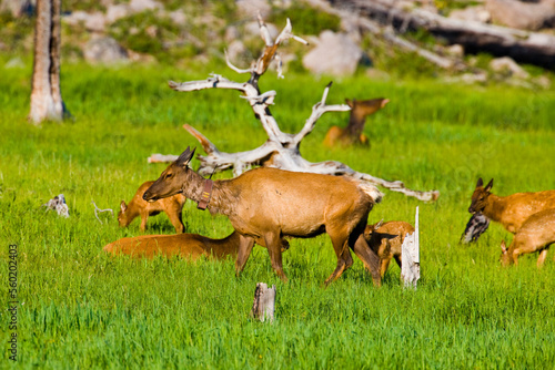 An Elk cow with radio collar and calves graze on meadow grass in Yellowstone National Park, Wyoming.