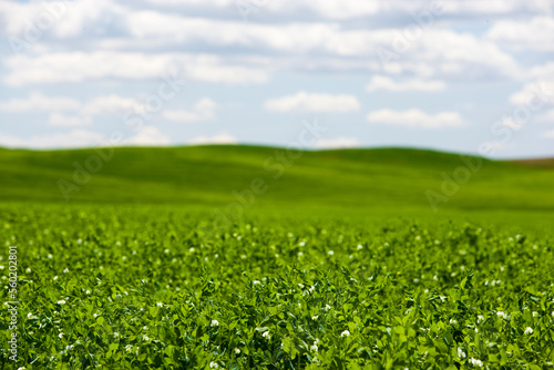 Green farm fields sit under blue skies and puffy white clouds on a farm.