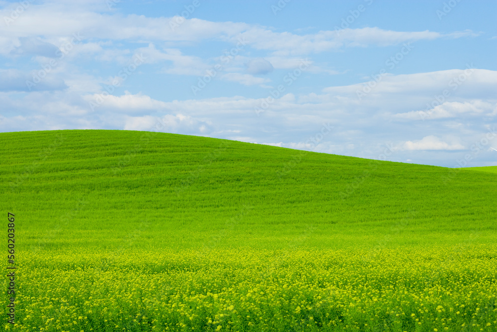 Rolling Hills of green fields and blue sky with clouds in Eastern Washington. Rolling Hills of green fields and blue sky with clouds in Eastern Washington.