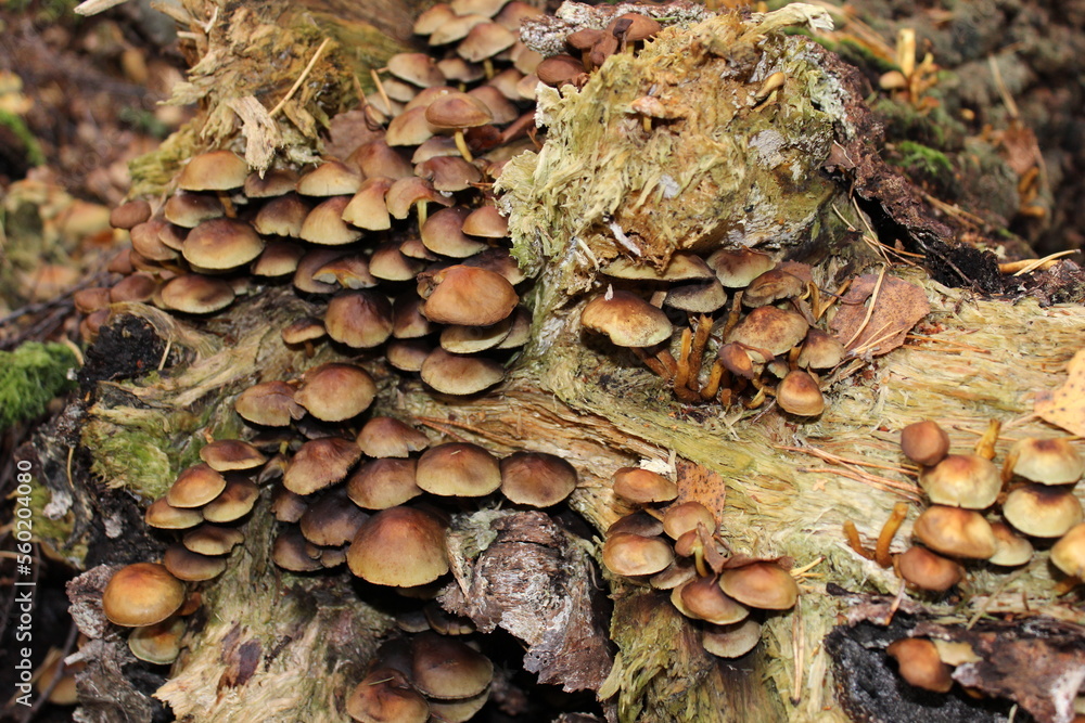 Mushrooms on tree in southern Norway. Mushrooms on tree in southern Norway.
