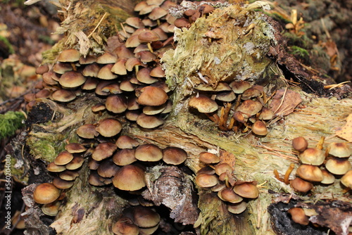 Mushrooms on tree in southern Norway.