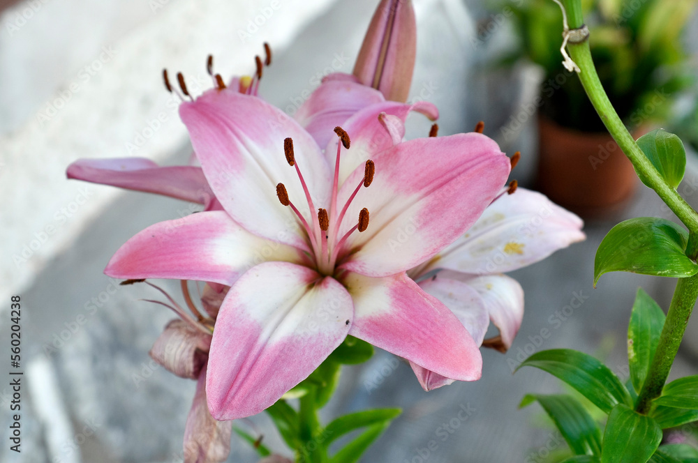 Fototapeta premium pink lily with unopened buds