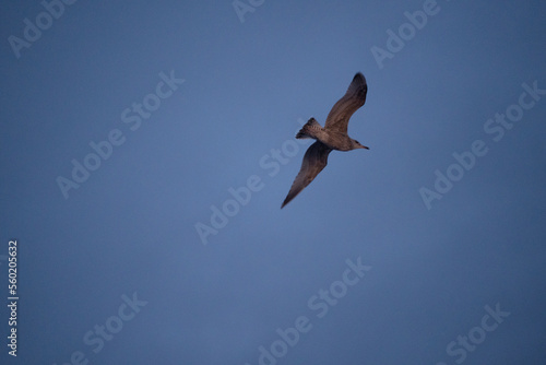 seagull in flight