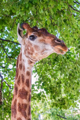 Close-up giraffe head on green leaves background © Dmitrii Potashkin