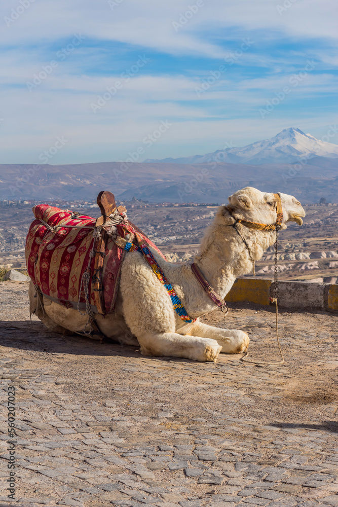 Fototapeta premium camel in cappadocia