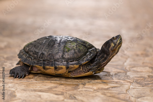 A large turtle with a shell. The turtle has a body outside the shell.