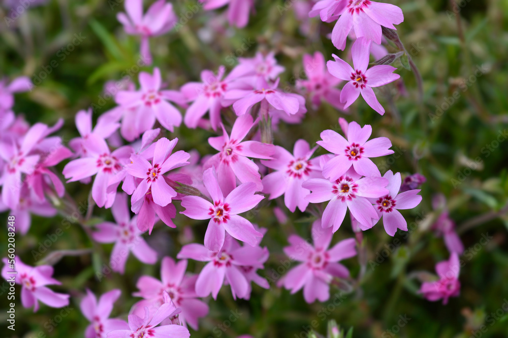 Creeping Phlox flowers Creeping Phlox flowers