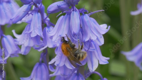 Bombus pascuorum or the brown carder bee, visiting bluebell