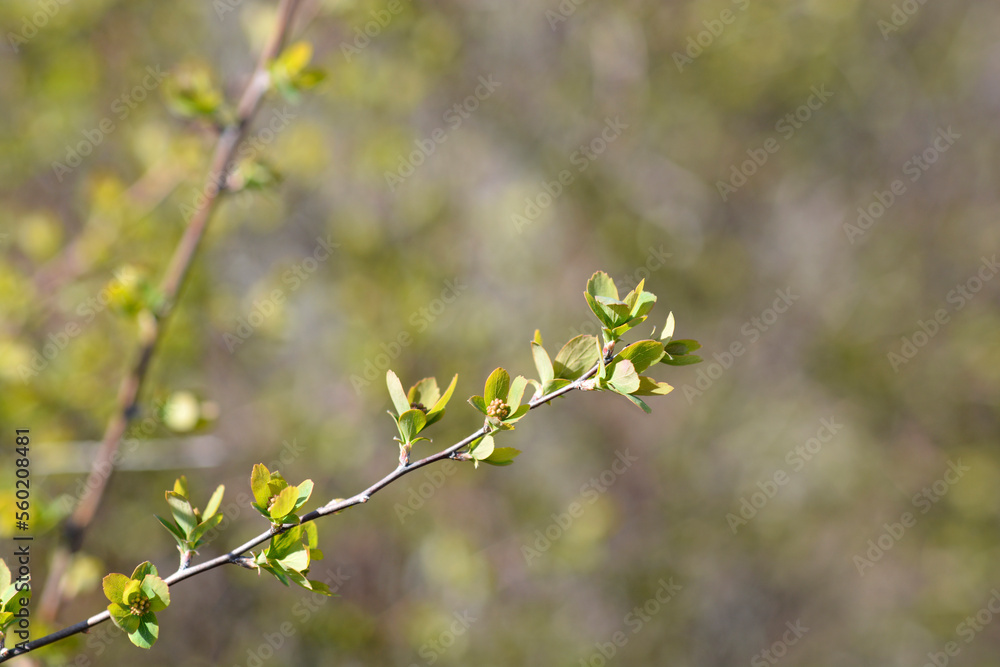 Van Houttes spiraea branch in spring