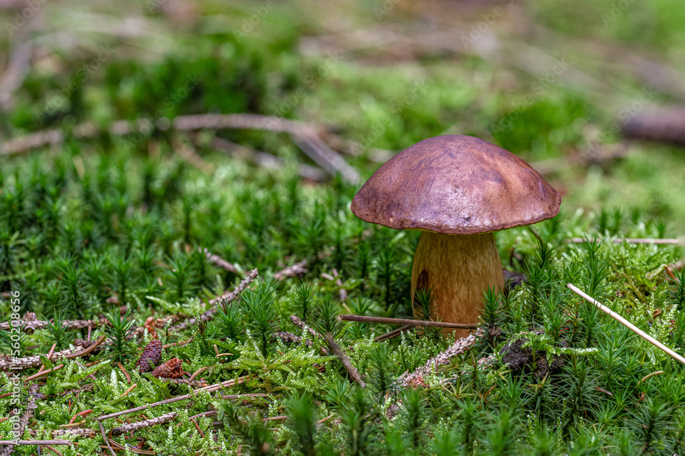 Maronenröhrling im Wald im Herbst Maronenröhrling im Wald im Herbst