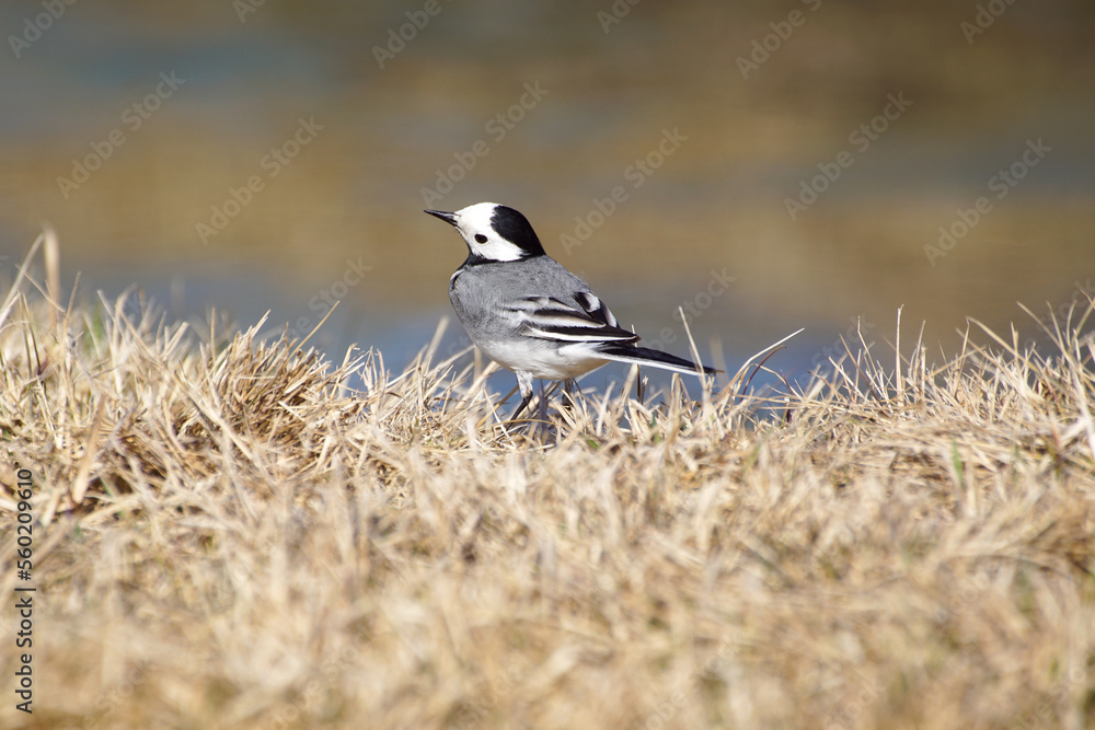 Fototapeta premium blackbird