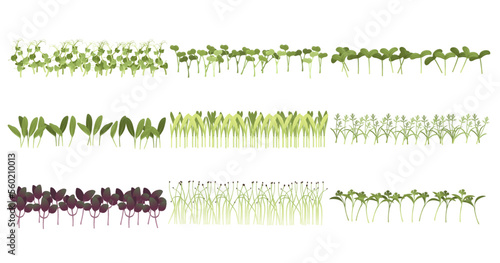 Set of Fresh microgreen superfood sprouts healthy nutrition vector illustration on white background