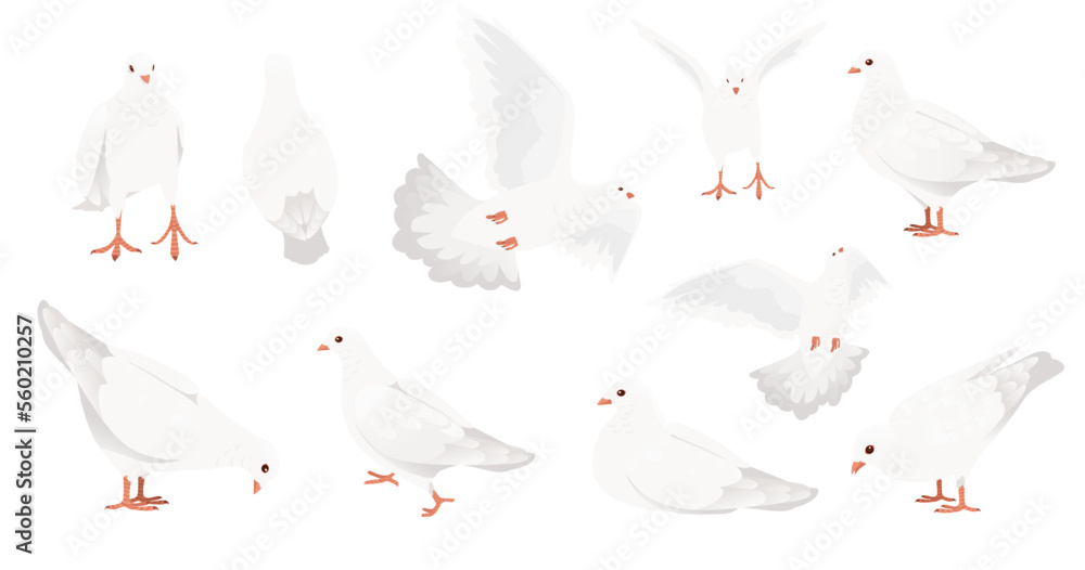 Set of White pigeon dove bird symbol of peace vector illustration cartoon animal design isolated on white background Set of White pigeon dove bird symbol of peace vector illustration cartoon animal design isolated on white background