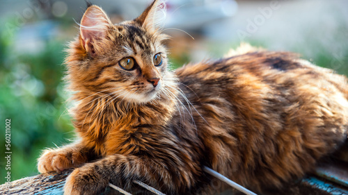 Close-up portrait of a gray striped domestic cat.Image for veterinary clinics, sites about cats, for cat food.