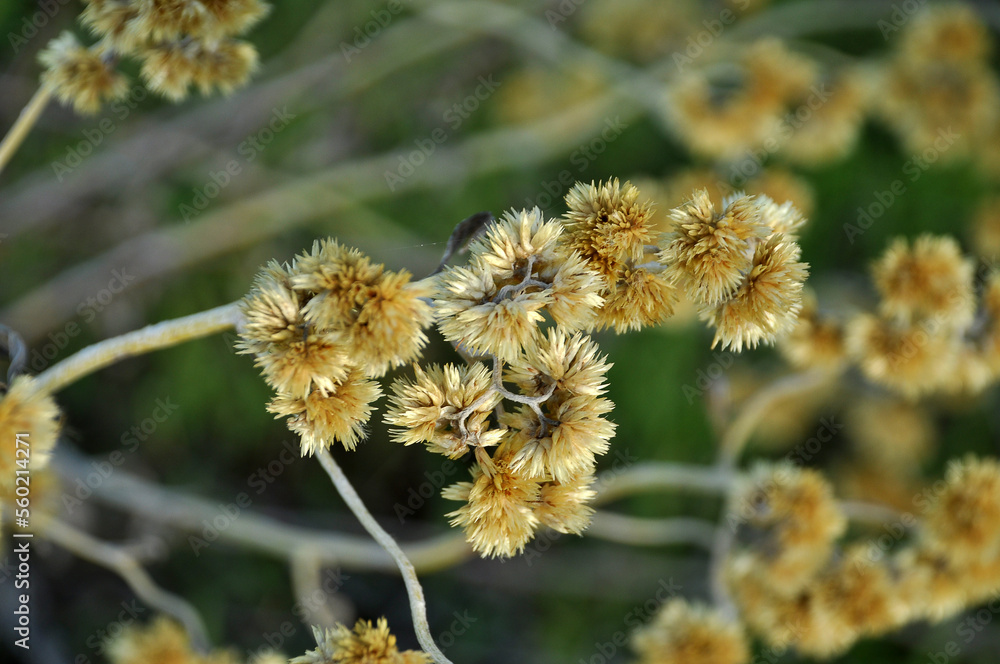 planta para chá de marcela 