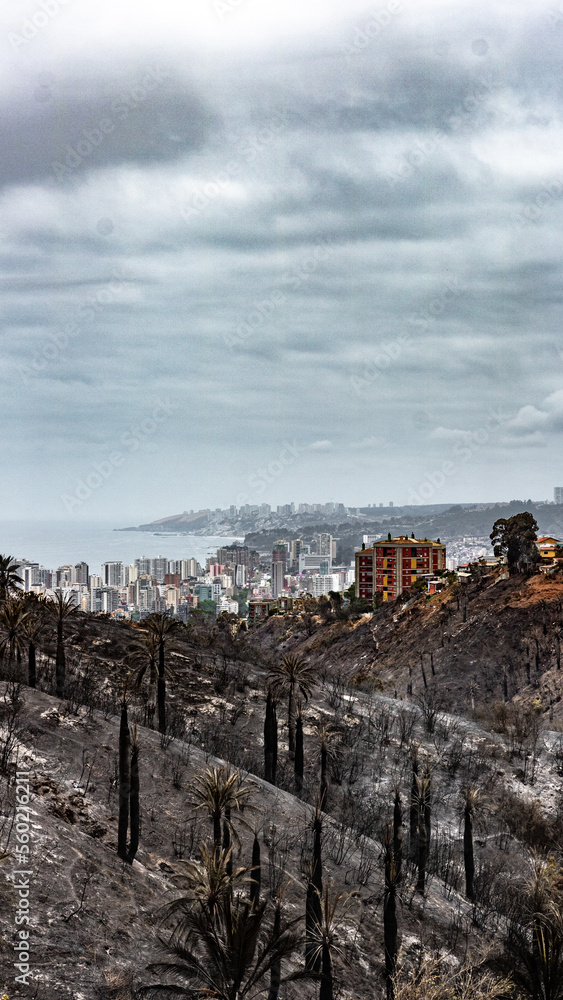 burning trees in the mountains