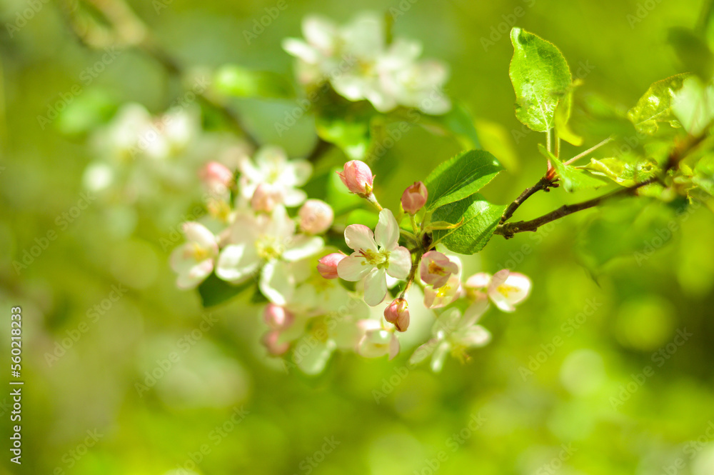 The plum blossom is the flower representing the early spring. The plum blossom is the flower representing the early spring.