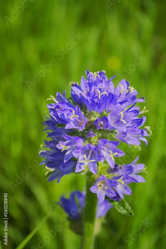 Bristly bellflower, Campanula cervicaria a blue wildflower.