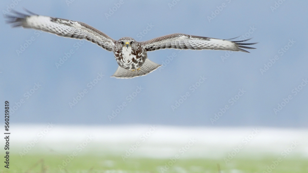 Bird of prey in flight, bird flying Common Buzzard Bird of prey in flight, bird flying Common Buzzard
