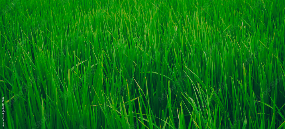 Obraz premium Green fresh rice fields on a fine day