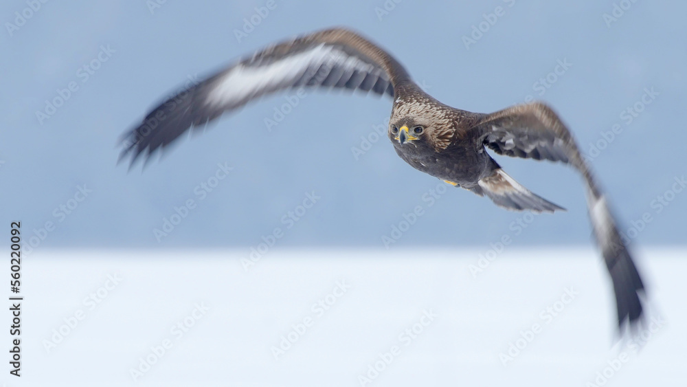 Golden eagle in flight, bird of prey flying Golden eagle in flight, bird of prey flying