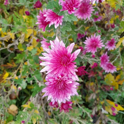 Cute pink asters in the garden in November.