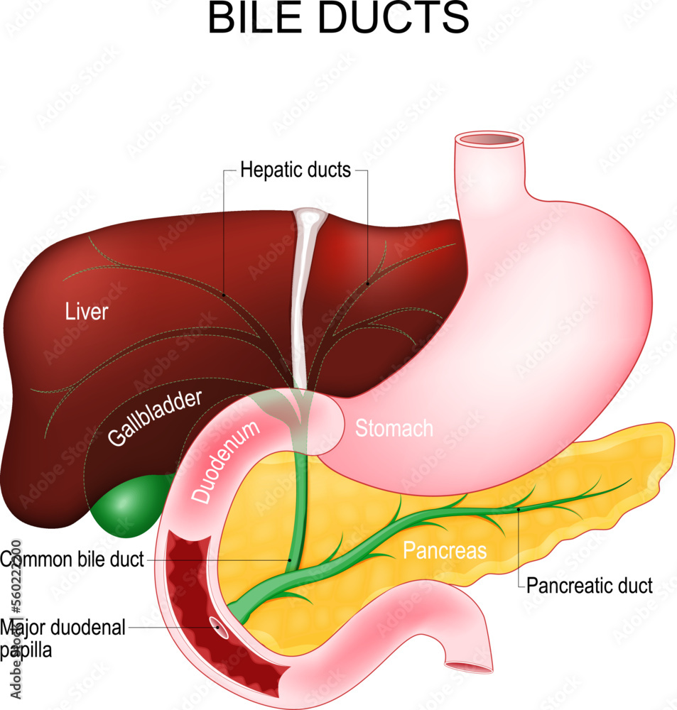 Fotografie Bile ducts. digestive system