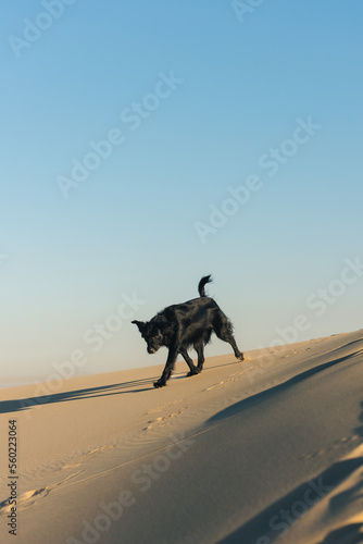 one black dog enjoying the sun and sand and run all over to sand dunes  dessert in the middle east  qatar