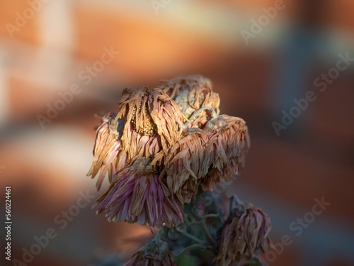 A dry withered flower at sunset in the garden, as a concept of death, loneliness and withering photo