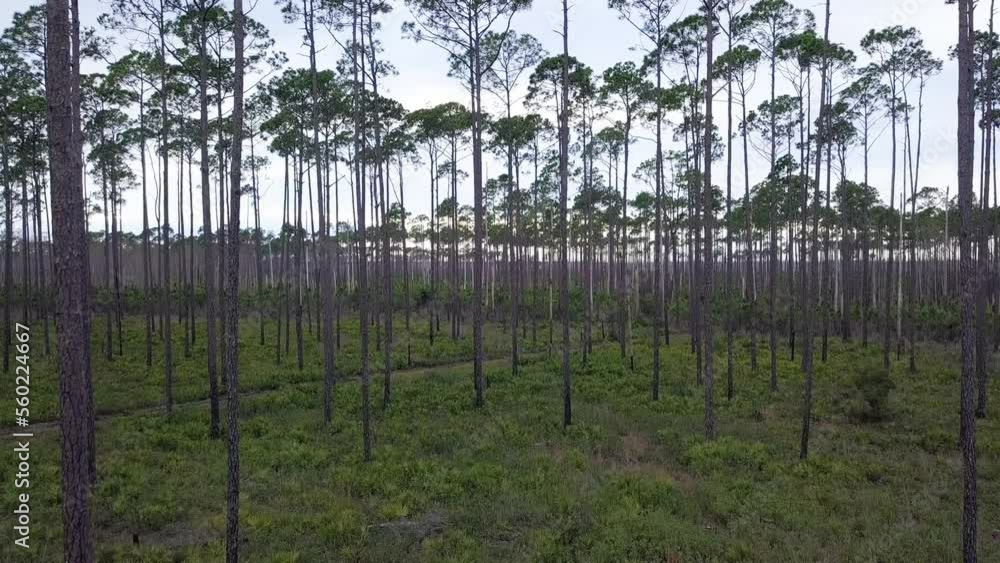 Aerial: Late afternoon flight over a remote southern Okefenokee pine forest Aerial: Late afternoon flight over a remote southern Okefenokee pine forest