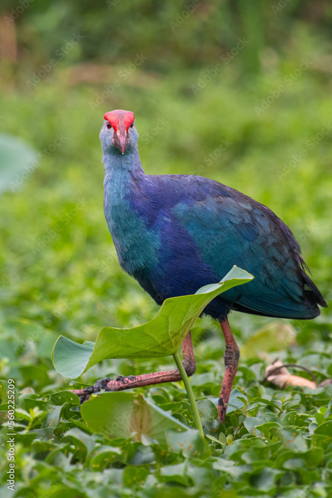 Obraz premium Purple moorhen