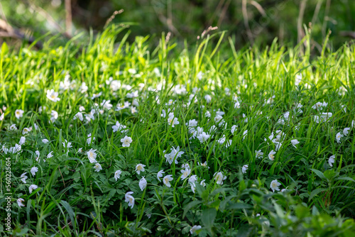Wood anemone flowers at the edge of Sussex woodland in springtime