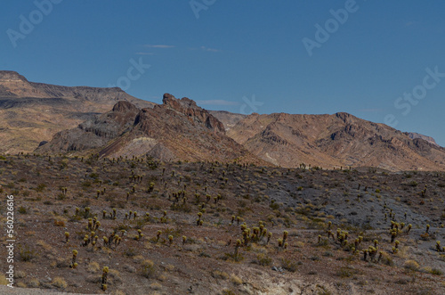Ute mountains and Joshua trees in Arizona desert on historic Route 66 between Oatman and Needles 