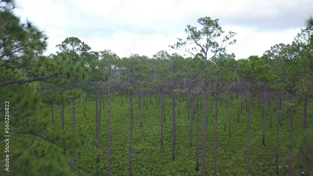Aerial: Late afternoon flight over a remote southern Okefenokee pine forest Aerial: Late afternoon flight over a remote southern Okefenokee pine forest