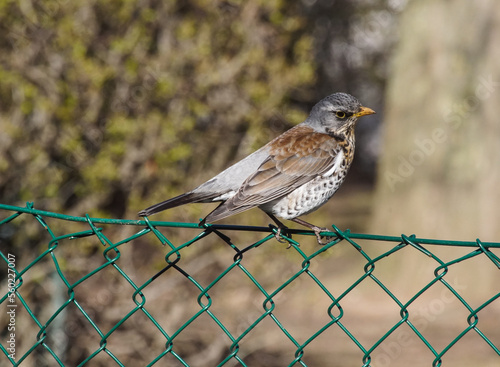 sparrow on a fence