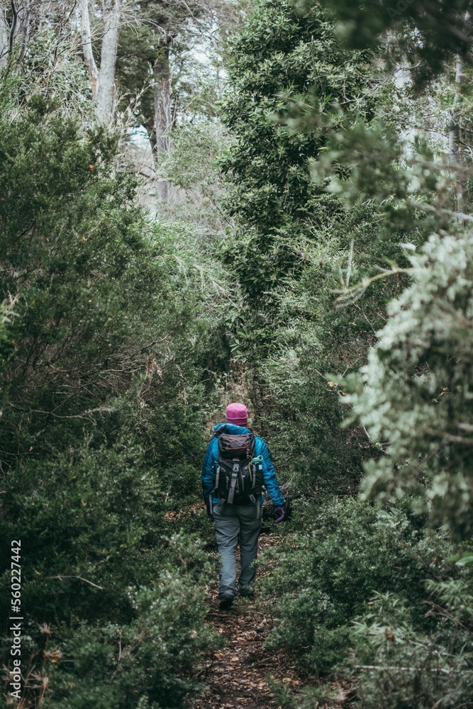 hiker in the woods
