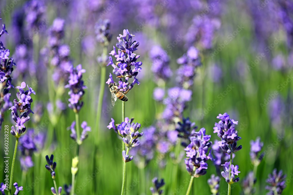 Fototapeta premium Bee on lavender flower spring season