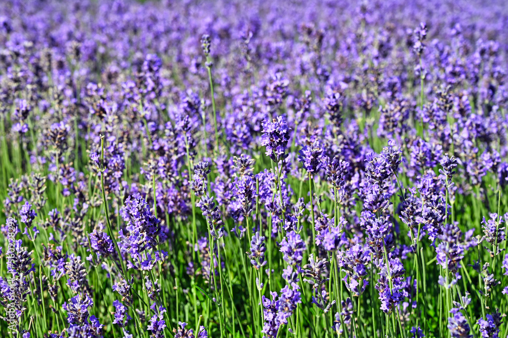Lavender flowers spring season nature background Lavender flowers spring season nature background