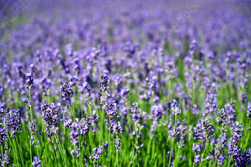 Lavender field spring season nature background