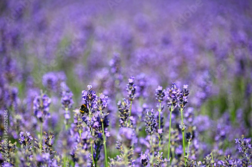 Lavender flowers field spring season