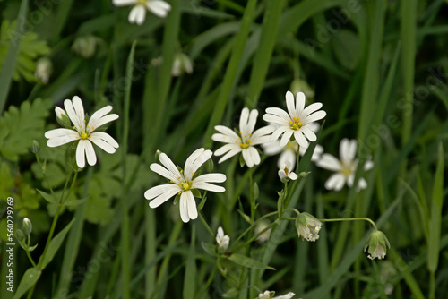 Addersmeat flower, selective focus with green bokeh background.also known as greater stitchwort or Stellaria holostea